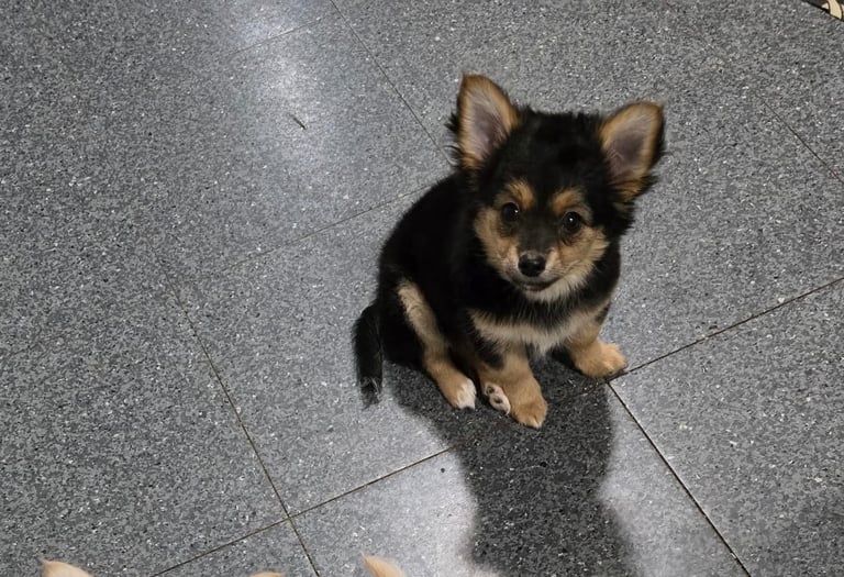 1 GORGEOUS PUPPY FOR SALE (SOLD) 