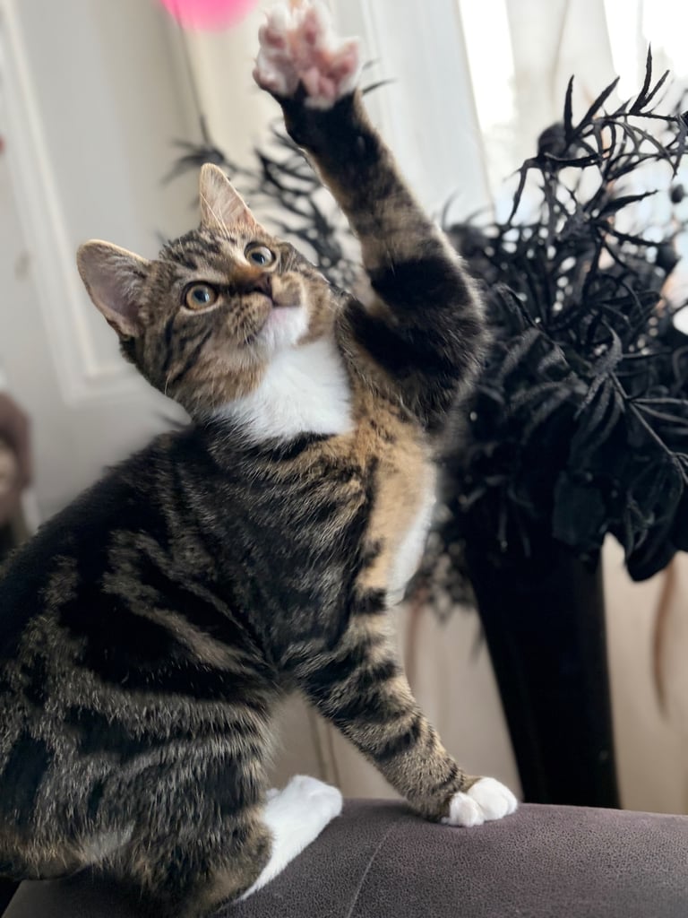 Kitten boy