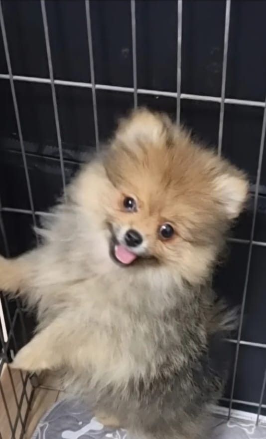 Pomeranian 