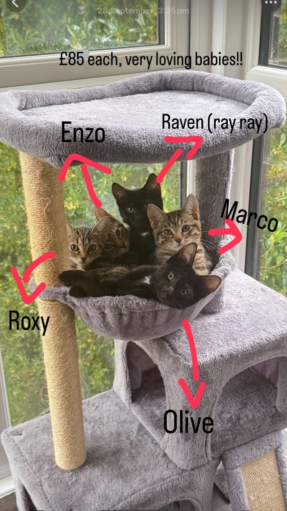 image for Kittens for sale!