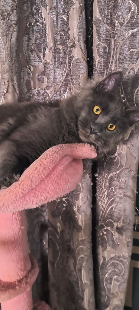 kittens sale in London