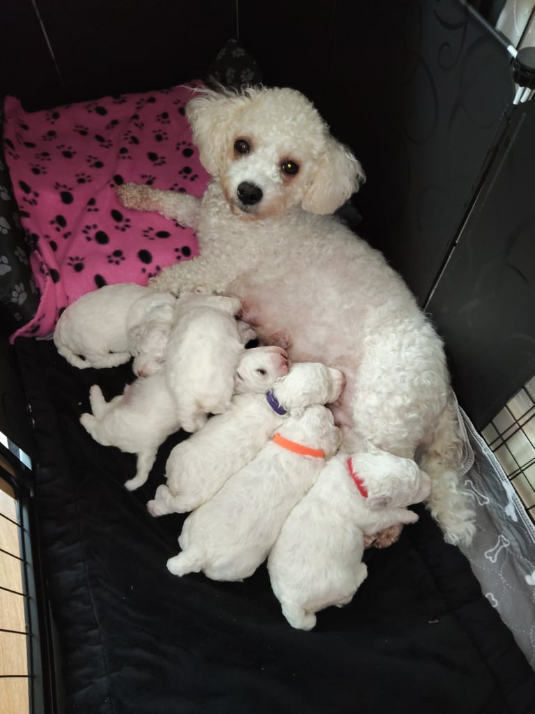 Bichon Frise Puppies 