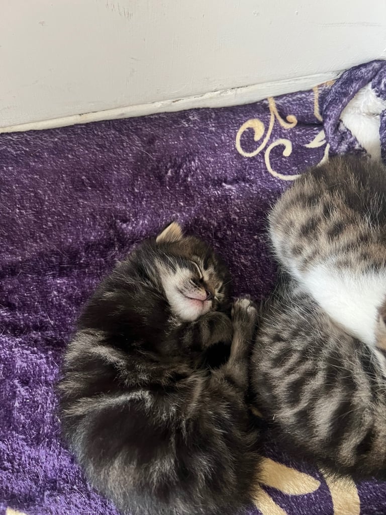 Kitten