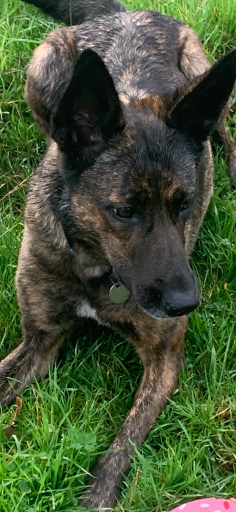 Dutch herder needs new home