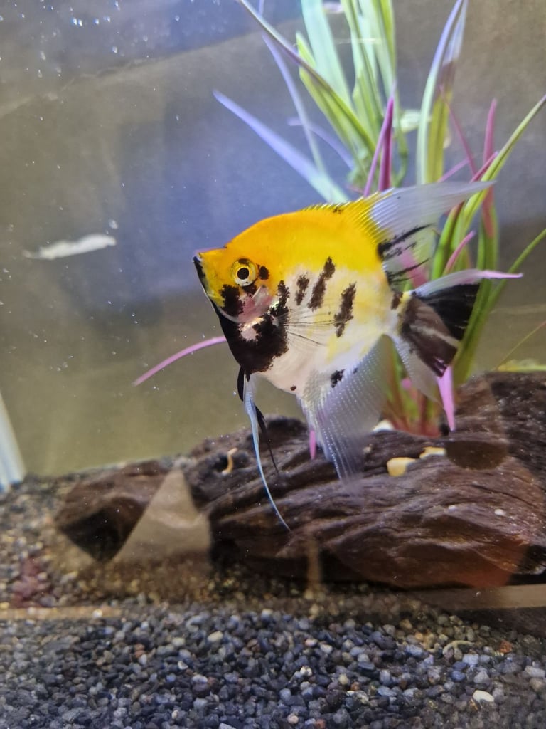 Koi Angelfish 