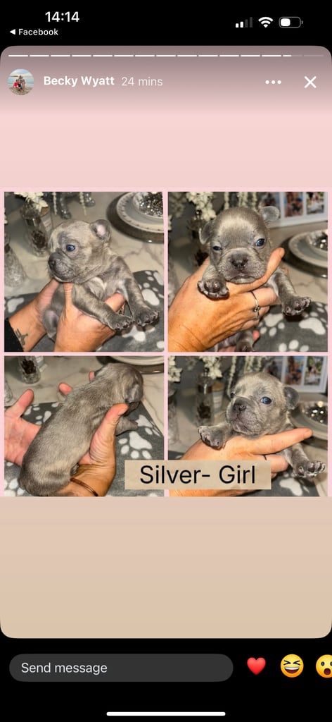 K c Frenchie puppies 