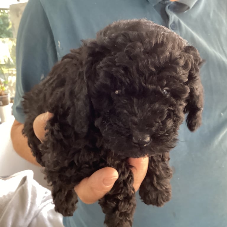 Poodle puppies 