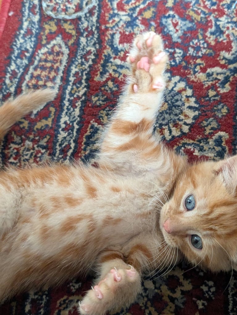 image for Adorable kittens looking for new homes