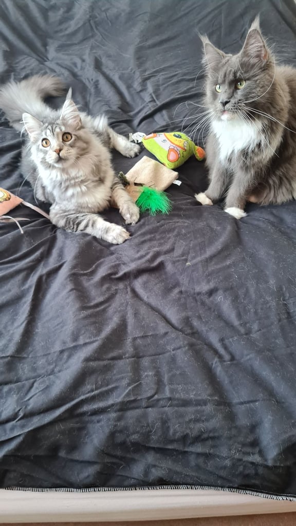 kittens sale in London