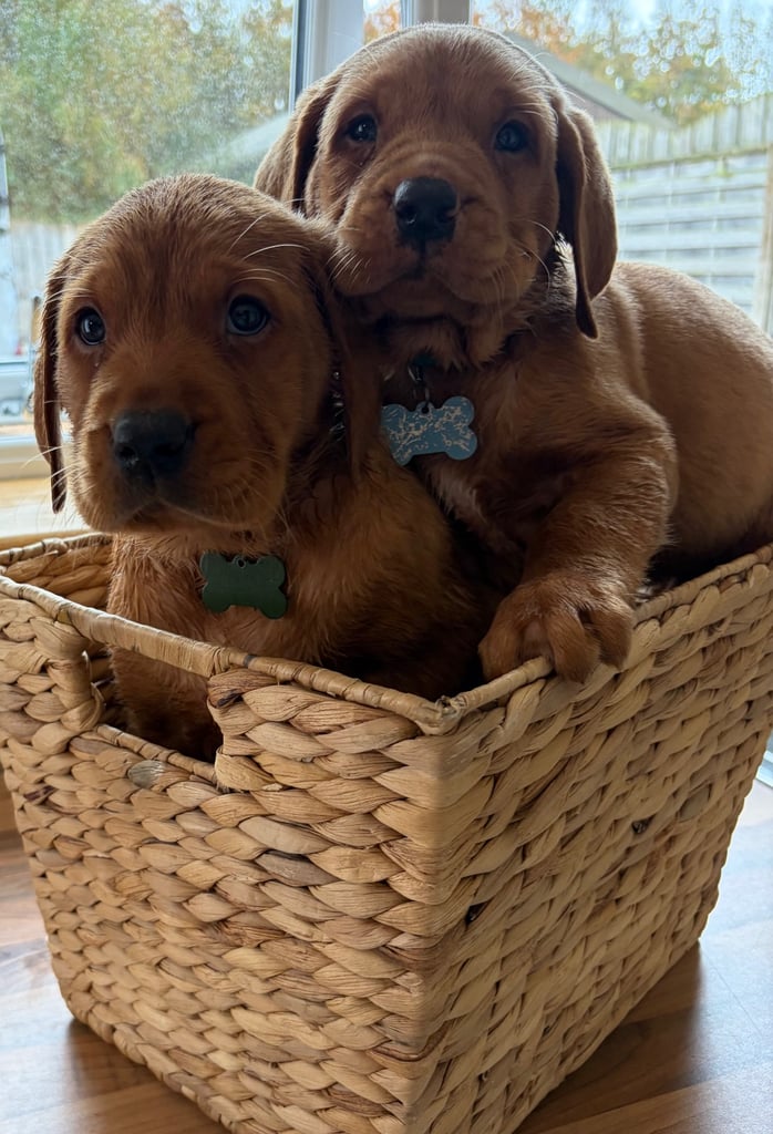 Kc fox red Labrador 1 boy ready now