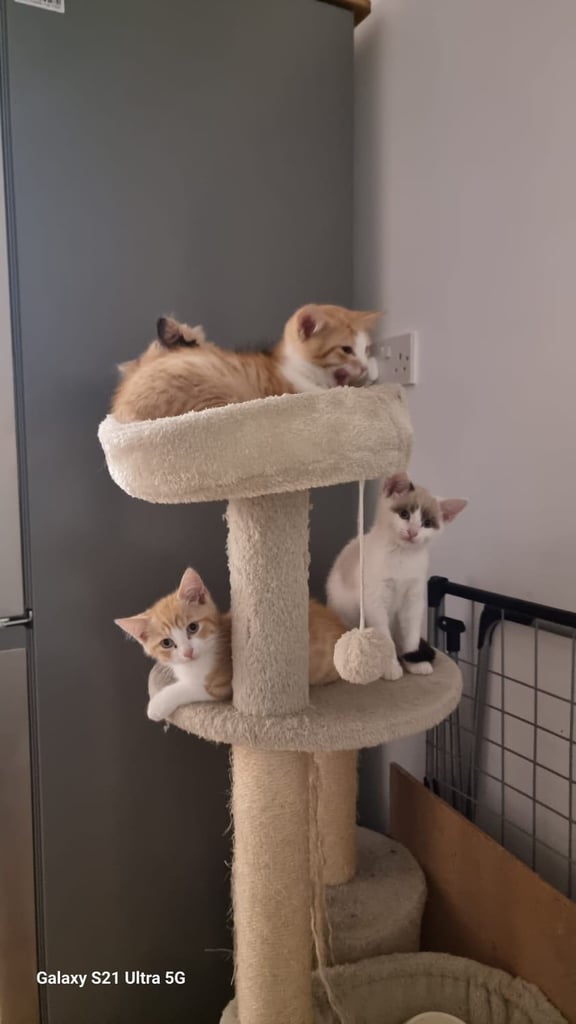 Kittens are ready for a new home 😍😍