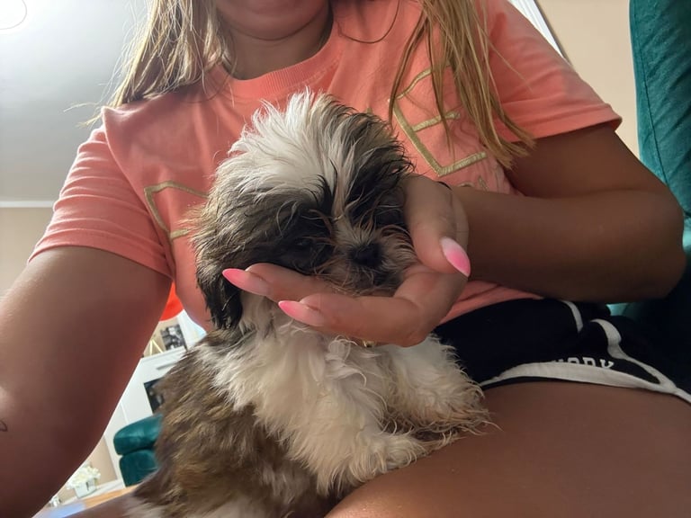 2 boys shihtzu 