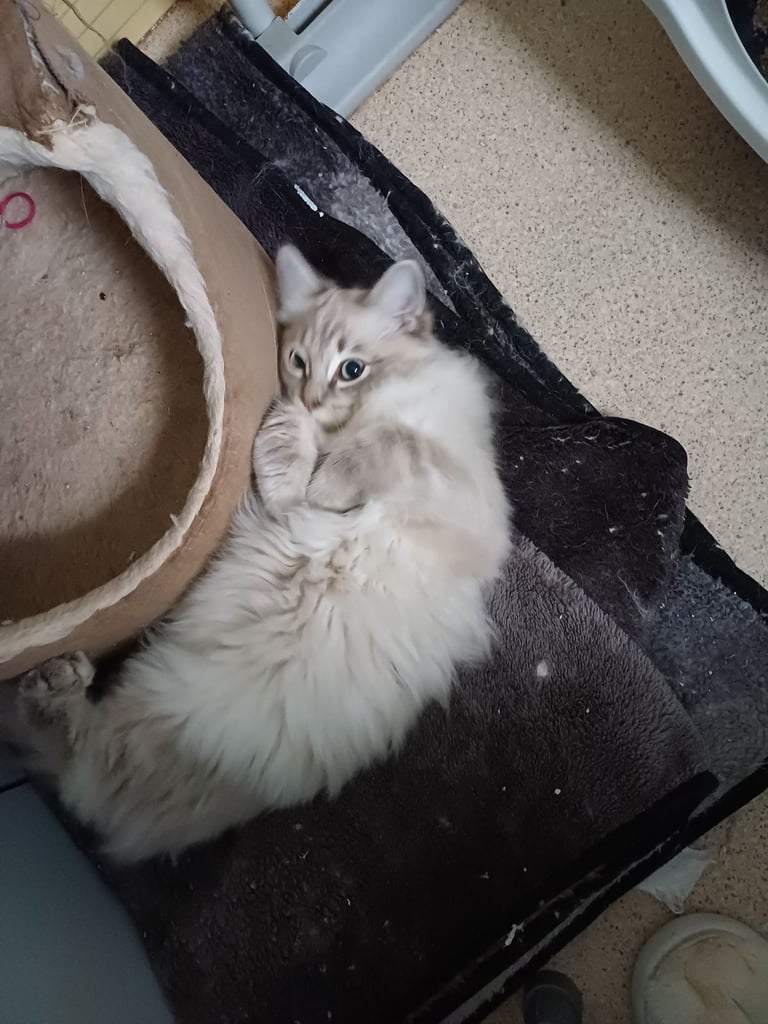 Rehome 5 month old Ragdoll/MaineCoon