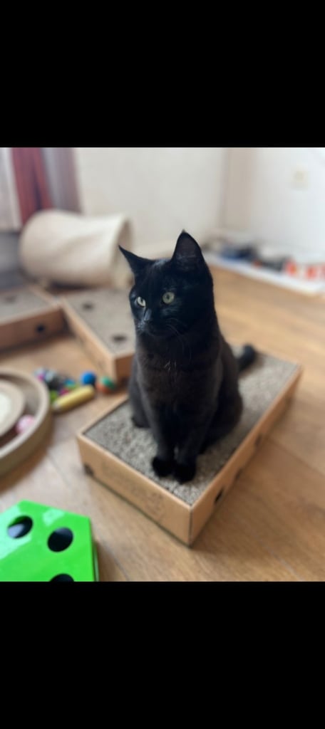 Brother and sister titch & lola 