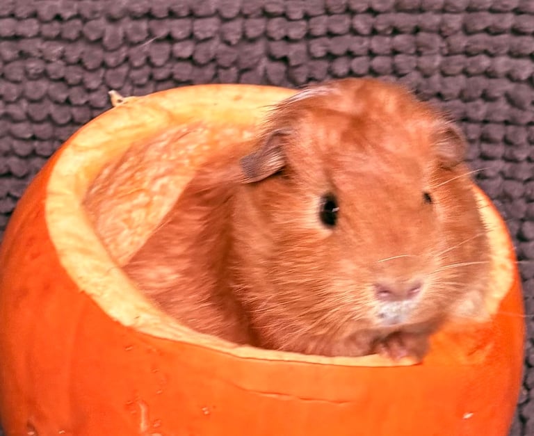 Guinea pigs 