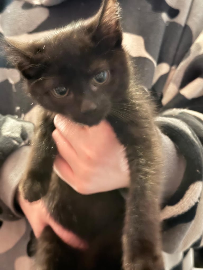 Kittens 