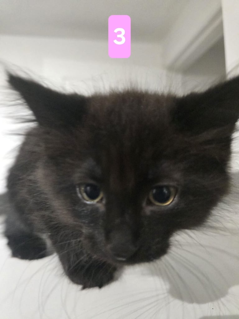 Kittens