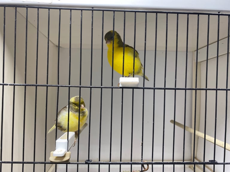 Fife canaries for sale