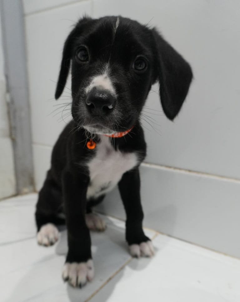 Cane corso x Alaskan malamute x Springador 