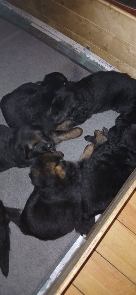 9 German Shepherd puppies for sale