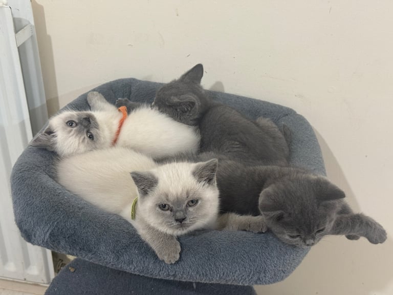 British Shorthair Kittens: 2 Blue Boys, 3 Colourpoint (2 Girls, 1 Boy) – Ready for Their New Homes