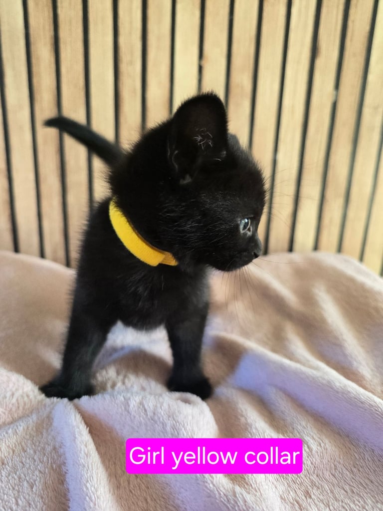 Part Maine Coon Kitten For Sale