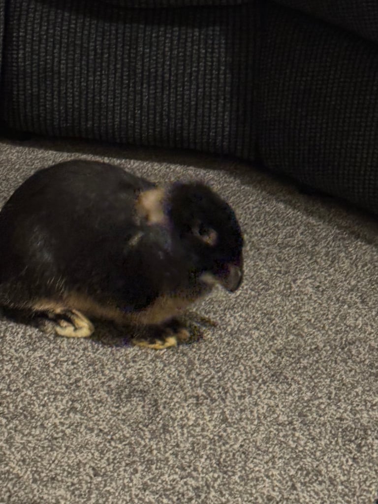 2 female bunnies
