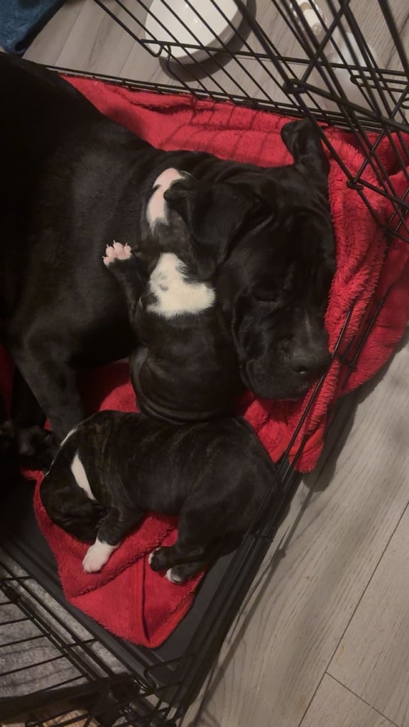 4 cane corso puppies