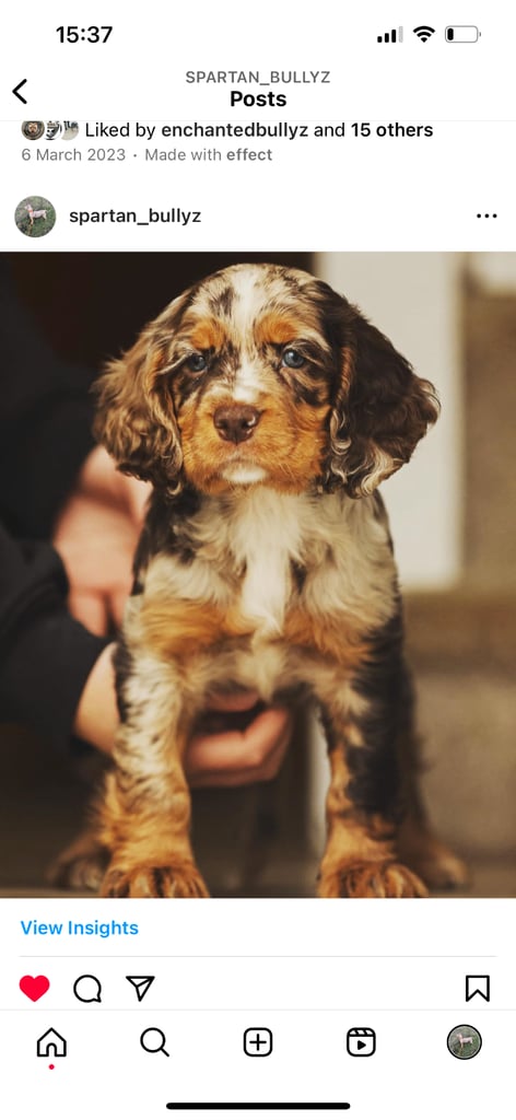 English Cocker spaniel puppies 