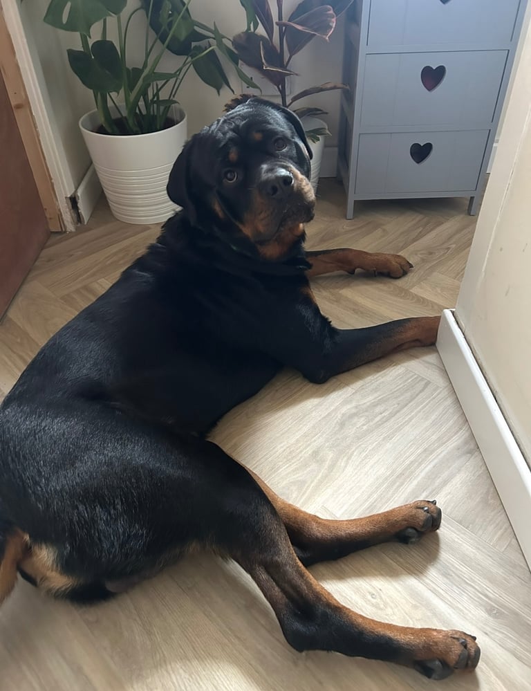 Beautiful Rottweiler pups