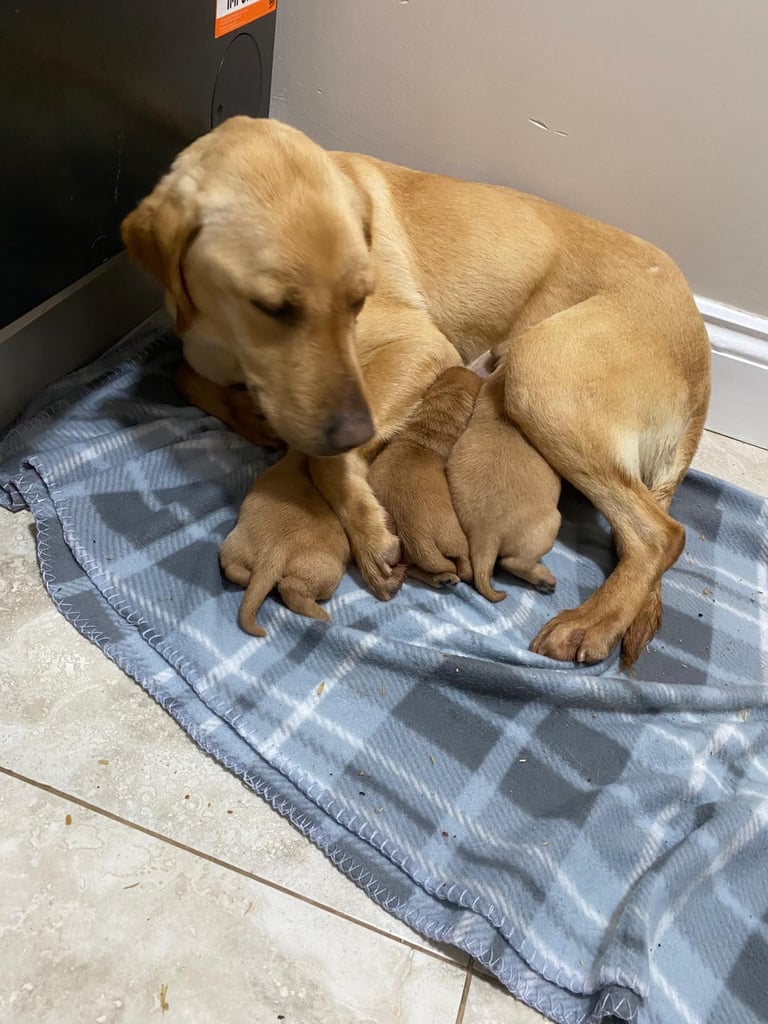 Labrador puppies 