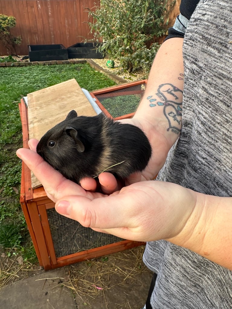 Male guinea pig babies 