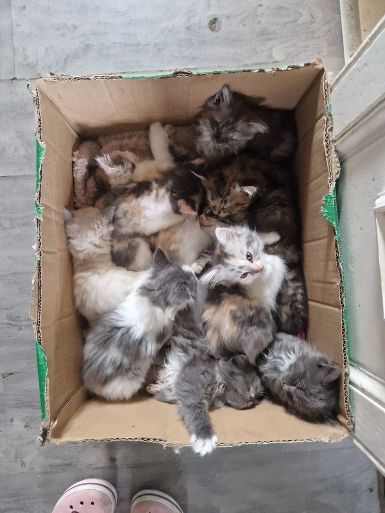 Fluffy Kittens Ready Now
