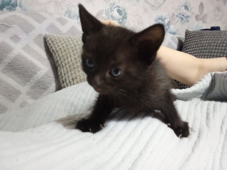 1 little kittens 