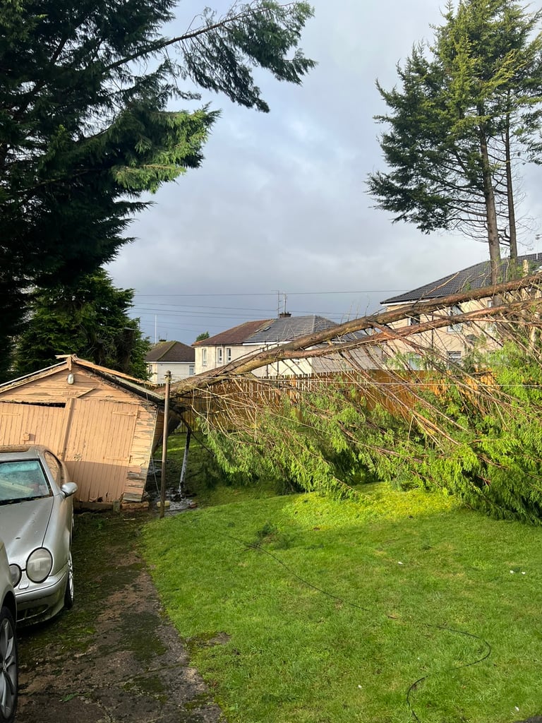 FENCE REPAIRS & TREE REMOAL 🌳🌳🌳