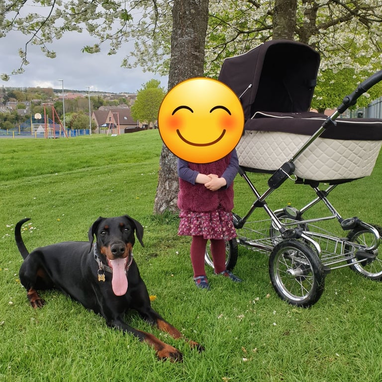 *all gone* Stunning KC reg Dobermann puppies 