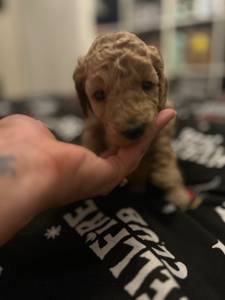 Miniature Cockapoo
