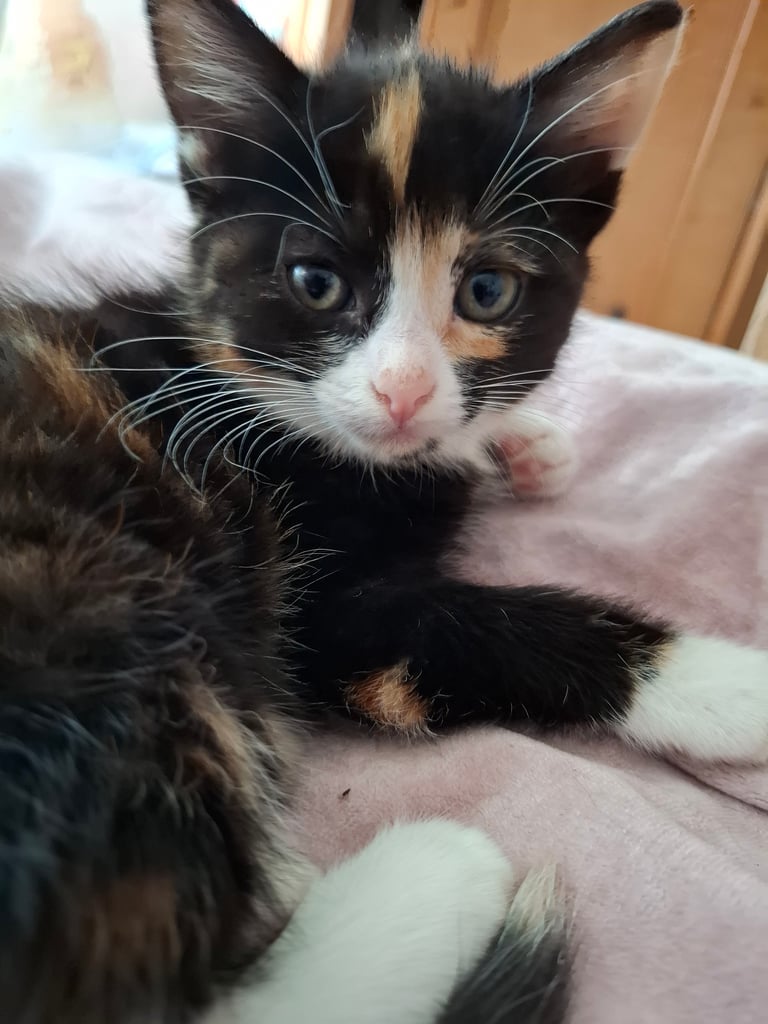 4 very fluffy kittens 8 weeks and Salem 4 months