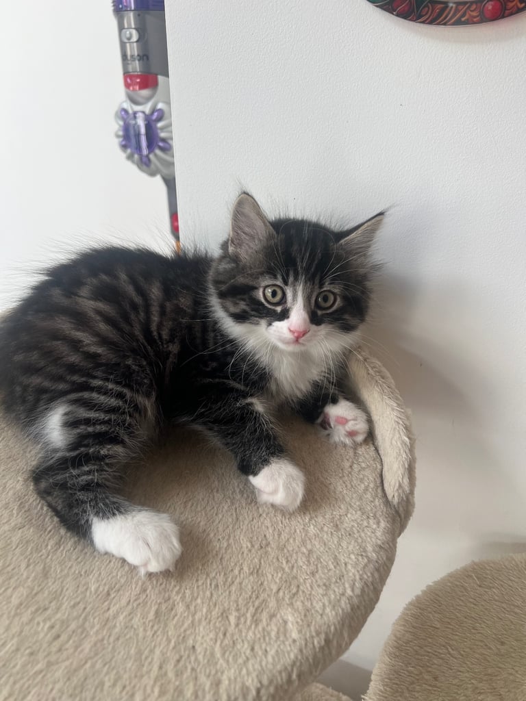 Kittens for sale