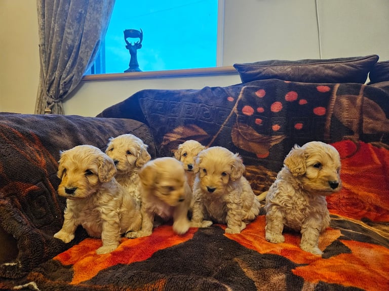image for cockerpoo puppies for sale