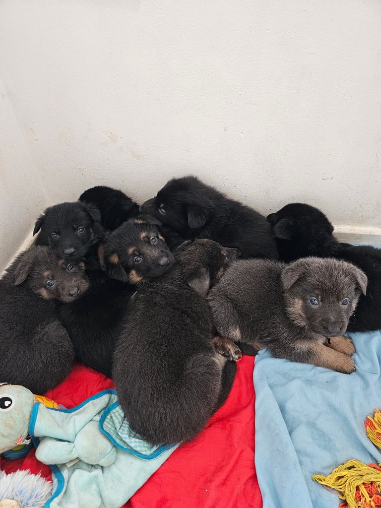 German shepherd puppies 