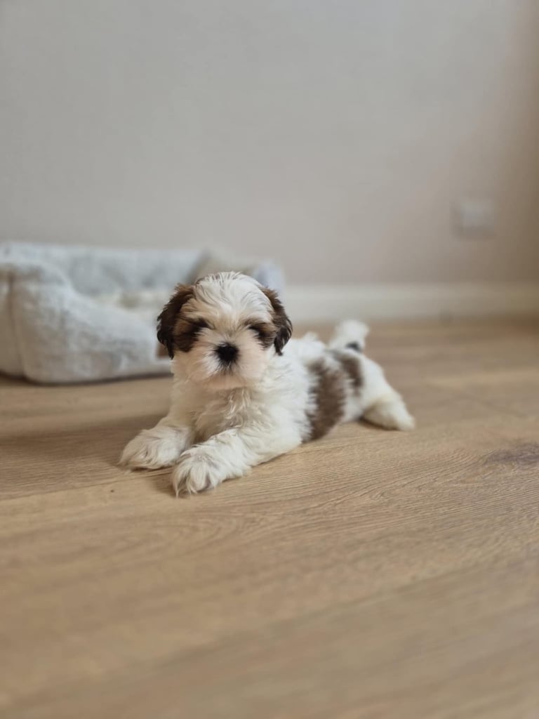 Shihtzu