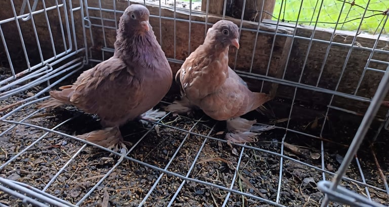 Fancy Pigeons 