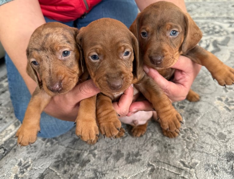 image for Miniature dachshund puppies 