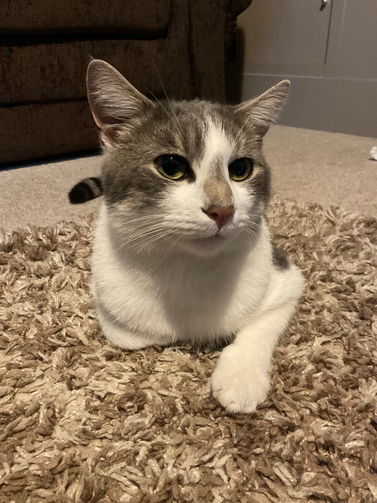 Domestic shorthair 