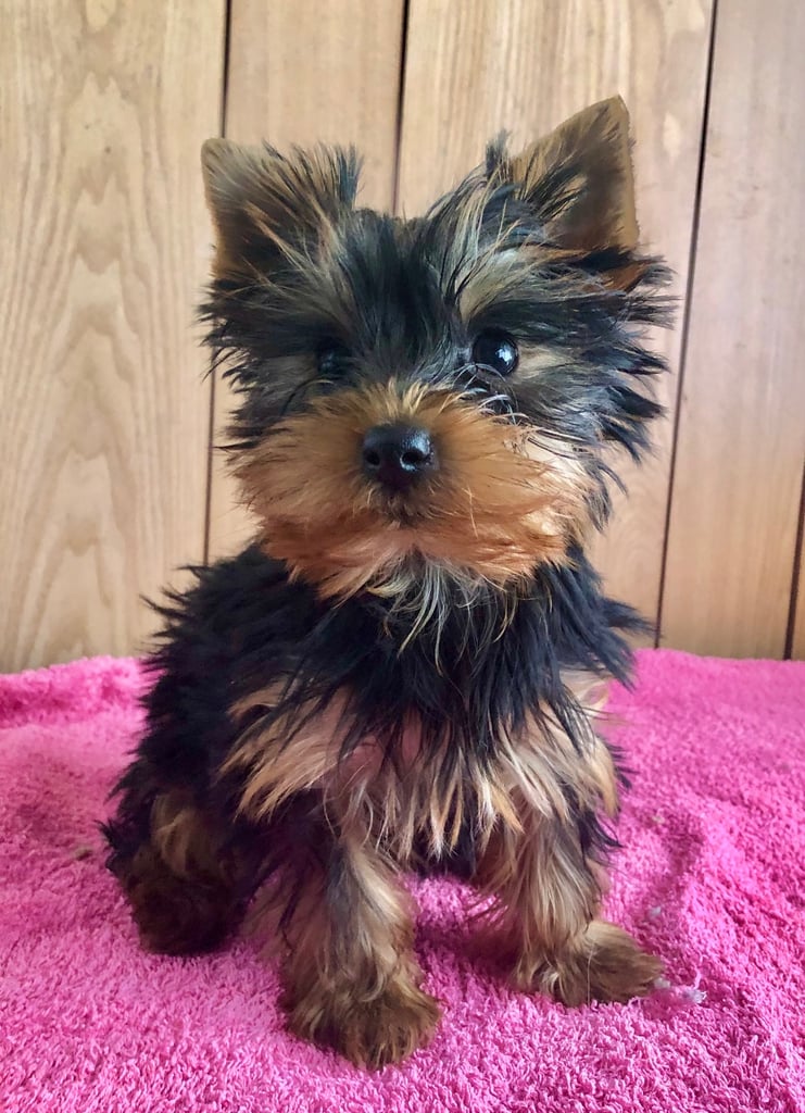 Beautiful Yorkshire terrier boy 5 months