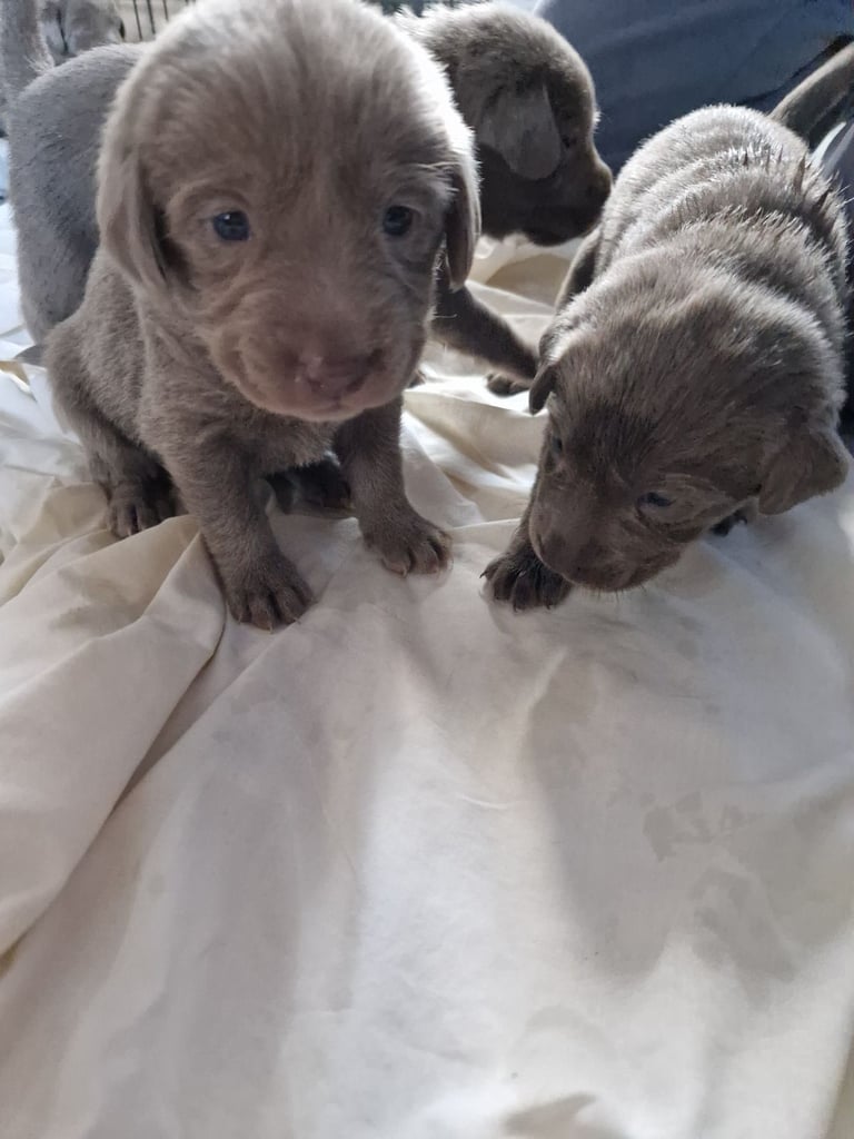 Silver labrador's KC