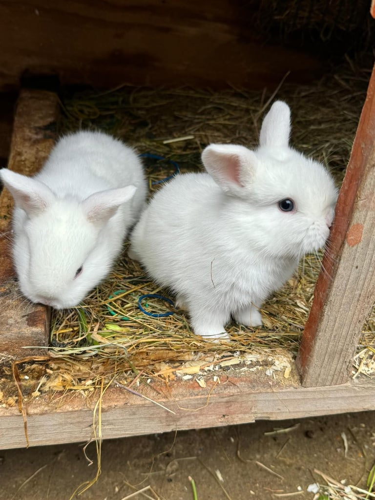 Gorgeous Pure White baby rabbit with blue eyes