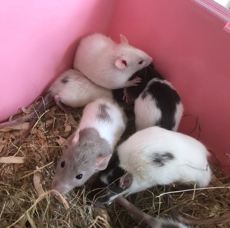 Very cute and friendly fancy baby rats