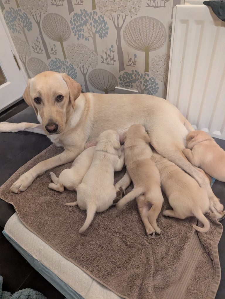 Golden Labrador puppies